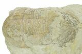 Bargain, Illaenus Dalmani Trilobite Fossil - Russia #363085-2